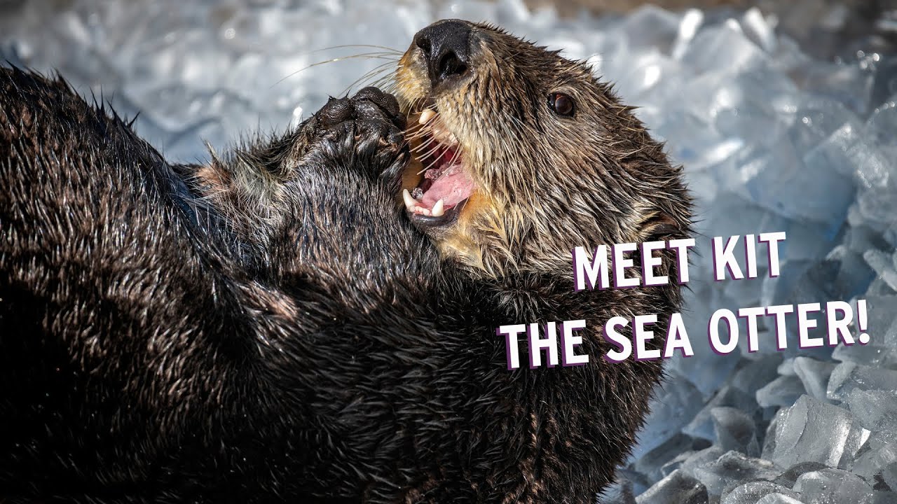 monterey bay aquarium otter shirt meaning