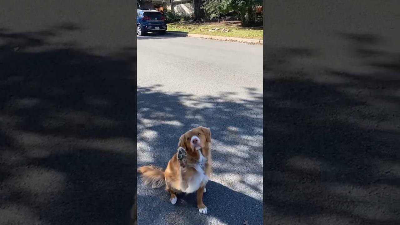 tell your dog i said hi merch meaning